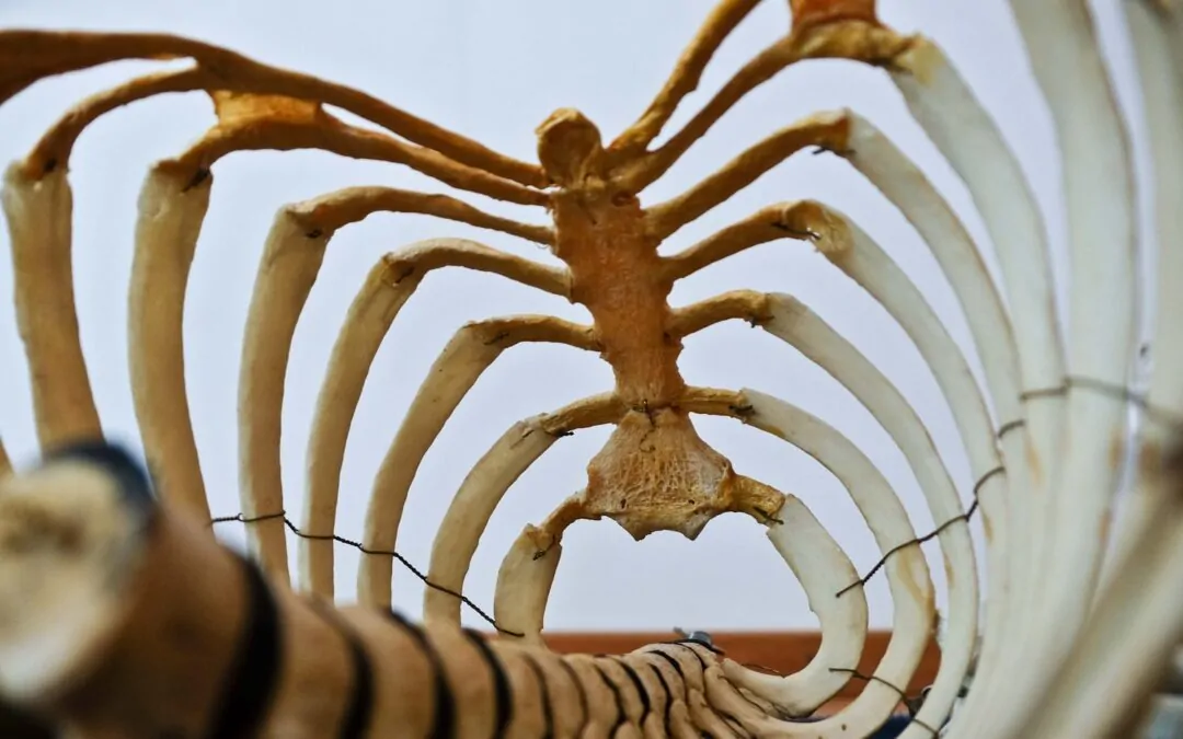 chiropractor west palm beach